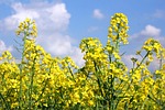 oil seed rape, yellow, nature, flower background, flower wallpaper, beautiful flowers, flowers, farming, agriculture