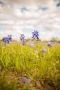 A beautiful field of bluebonnet flowers in full bloom, capturing the essence of spring outdoors.