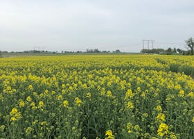 Expansive rapeseed field under a cloudy summer sky in rural Sweden.
